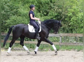 KWPN, Ruin, 5 Jaar, 173 cm, Zwart