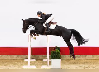 KWPN, Ruin, 5 Jaar, 173 cm, Zwartbruin