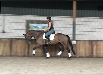 KWPN, Ruin, 5 Jaar, 174 cm, Donkerbruin