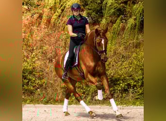 KWPN, Ruin, 5 Jaar, 175 cm, Vos
