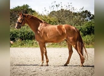 KWPN, Ruin, 5 Jaar, 175 cm, Vos