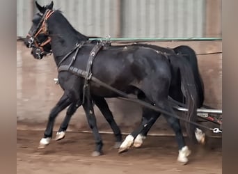 KWPN, Ruin, 5 Jaar, 175 cm, Zwart
