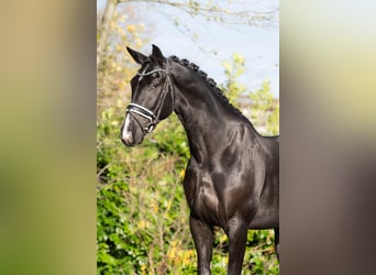 KWPN, Ruin, 5 Jaar, 175 cm, Zwart