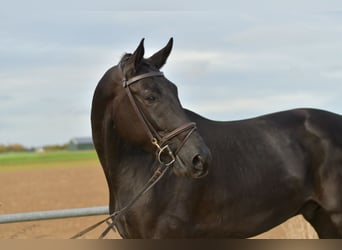 KWPN, Ruin, 5 Jaar, 176 cm, Zwart