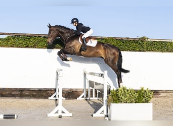 KWPN, Ruin, 5 Jaar, 178 cm