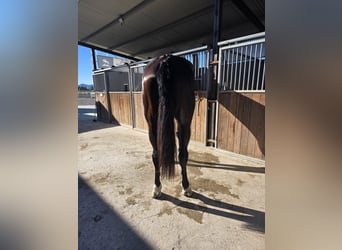 KWPN, Ruin, 5 Jaar, 180 cm, Donkerbruin