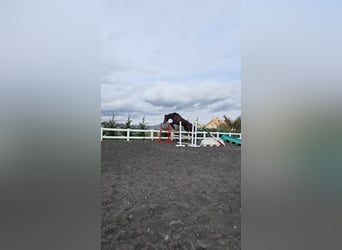 KWPN, Ruin, 5 Jaar, 180 cm, Donkerbruin