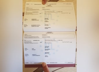 KWPN, Ruin, 5 Jaar