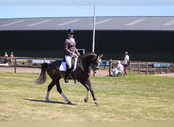 KWPN, Ruin, 5 Jaar, Schimmel