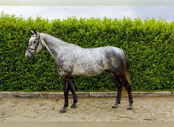 KWPN, Ruin, 5 Jaar, Schimmel