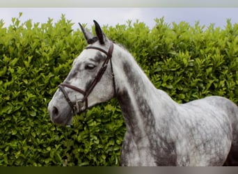 KWPN, Ruin, 5 Jaar, Schimmel