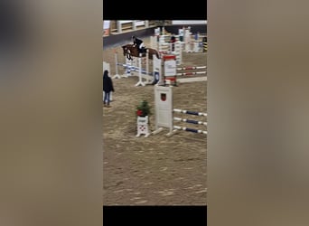 KWPN, Ruin, 6 Jaar, 156 cm, Vos