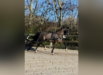 KWPN, Ruin, 6 Jaar, 159 cm, Zwart