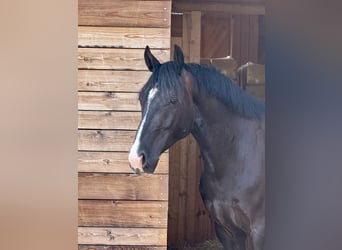 KWPN, Ruin, 6 Jaar, 160 cm, Donkerbruin