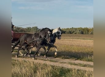 KWPN Mix, Ruin, 6 Jaar, 160 cm, Roodbruin
