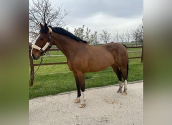 KWPN Mix, Ruin, 6 Jaar, 160 cm, Roodbruin