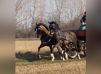 KWPN Mix, Ruin, 6 Jaar, 160 cm, Roodbruin