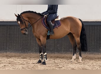 KWPN, Ruin, 6 Jaar, 162 cm, Bruin