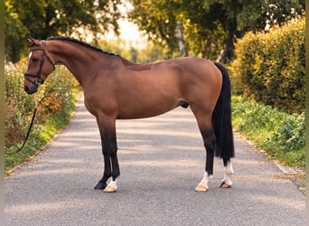 KWPN, Ruin, 6 Jaar, 162 cm, Bruin