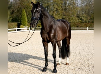 KWPN, Ruin, 6 Jaar, 162 cm, Zwart