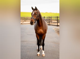 KWPN, Ruin, 6 Jaar, 164 cm, Donkerbruin