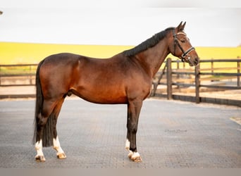 KWPN, Ruin, 6 Jaar, 164 cm, Donkerbruin
