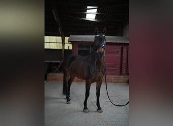 KWPN, Ruin, 6 Jaar, 165 cm, Donkerbruin