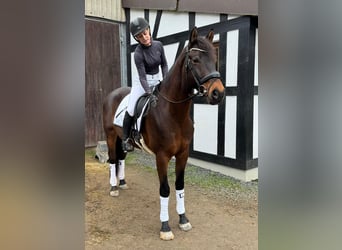 KWPN, Ruin, 6 Jaar, 165 cm, Donkerbruin