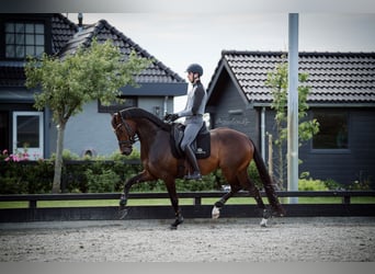 KWPN, Ruin, 6 Jaar, 166 cm, Bruin