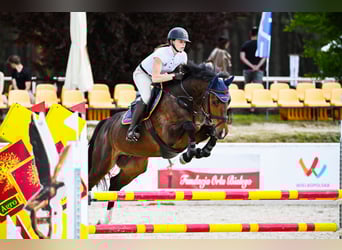 KWPN, Ruin, 6 Jaar, 166 cm, Donkerbruin