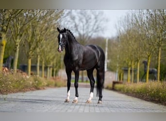 KWPN, Ruin, 6 Jaar, 166 cm, Zwart