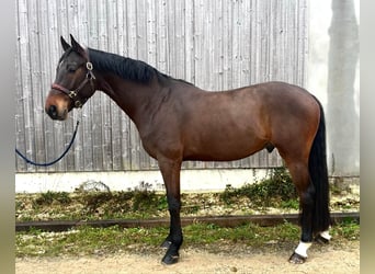 KWPN, Ruin, 6 Jaar, 166 cm, Zwartbruin