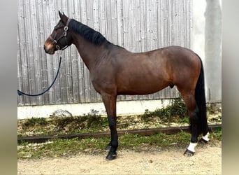 KWPN, Ruin, 6 Jaar, 166 cm, Zwartbruin