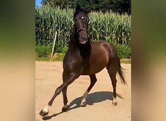 KWPN, Ruin, 6 Jaar, 167 cm, Zwartbruin