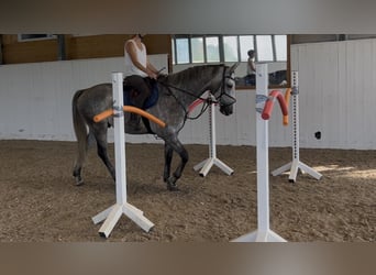 KWPN, Ruin, 6 Jaar, 168 cm, Appelschimmel