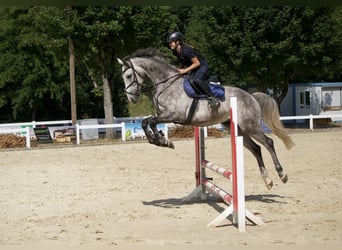 KWPN, Ruin, 6 Jaar, 168 cm, Appelschimmel