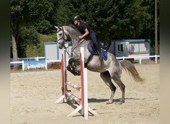 KWPN, Ruin, 6 Jaar, 168 cm, Appelschimmel