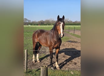 KWPN, Ruin, 6 Jaar, 168 cm, Bruin