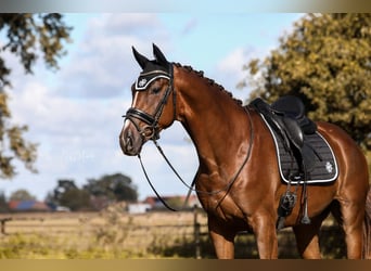 KWPN, Ruin, 6 Jaar, 168 cm, Donkere-vos