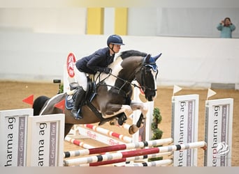 KWPN, Ruin, 6 Jaar, 168 cm, Gevlekt-paard