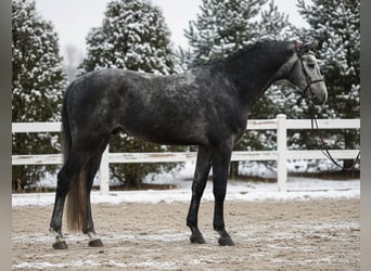 KWPN, Ruin, 6 Jaar, 168 cm, Schimmel