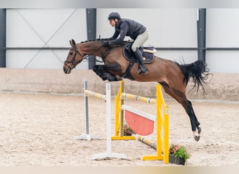KWPN, Ruin, 6 Jaar, 168 cm