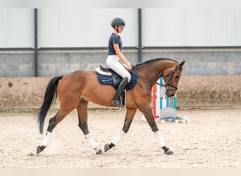 KWPN, Ruin, 6 Jaar, 168 cm