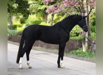 KWPN, Ruin, 6 Jaar, 168 cm, Zwart