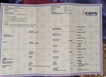 KWPN, Ruin, 6 Jaar, 168 cm, Zwart