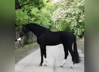 KWPN, Ruin, 6 Jaar, 168 cm, Zwart