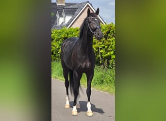 KWPN, Ruin, 6 Jaar, 168 cm, Zwart