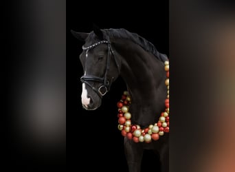 KWPN, Ruin, 6 Jaar, 168 cm, Zwart