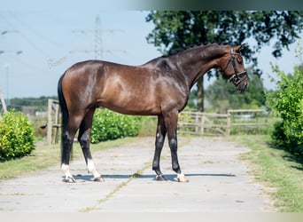 KWPN, Ruin, 6 Jaar, 169 cm, Brauner