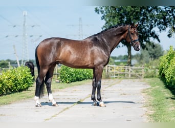 KWPN, Ruin, 6 Jaar, 169 cm, Brauner